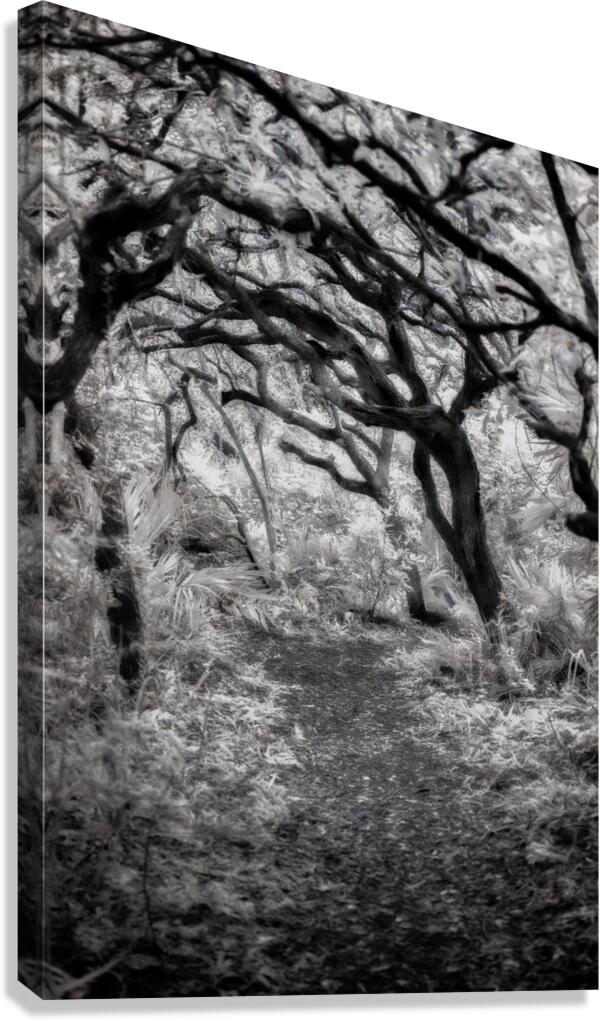 Twilight Reverie: Pathways in Shadow and Light Canvas Print