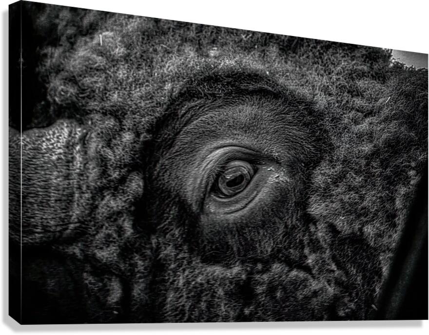 Soulful Gaze of the Bison Canvas Print