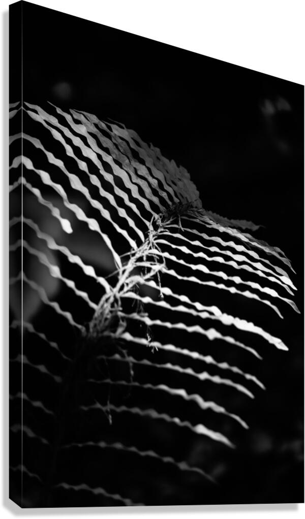 The Fern’s Quiet Frequency Canvas Print