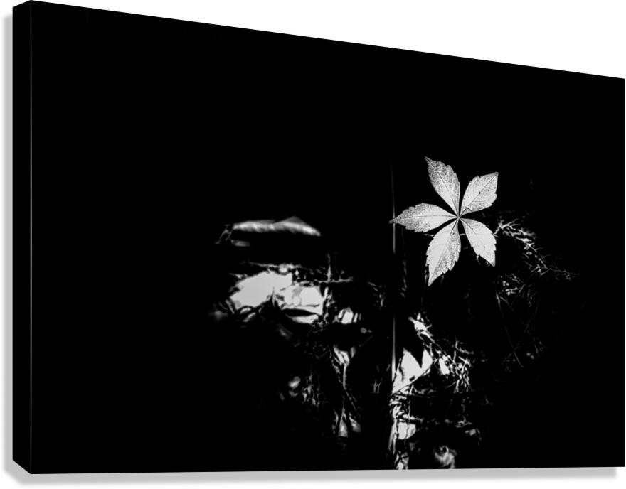 One Small Light Canvas Print