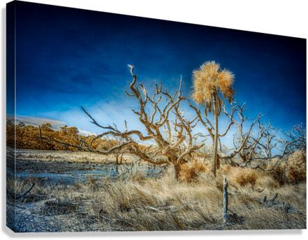 Isolated Serenity: Rows End Canvas Print