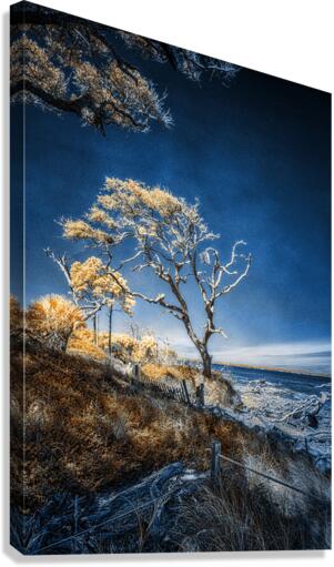 Blue Bonsai: A Botanical Marvel Unveiled on Driftwood Beach Canvas Print