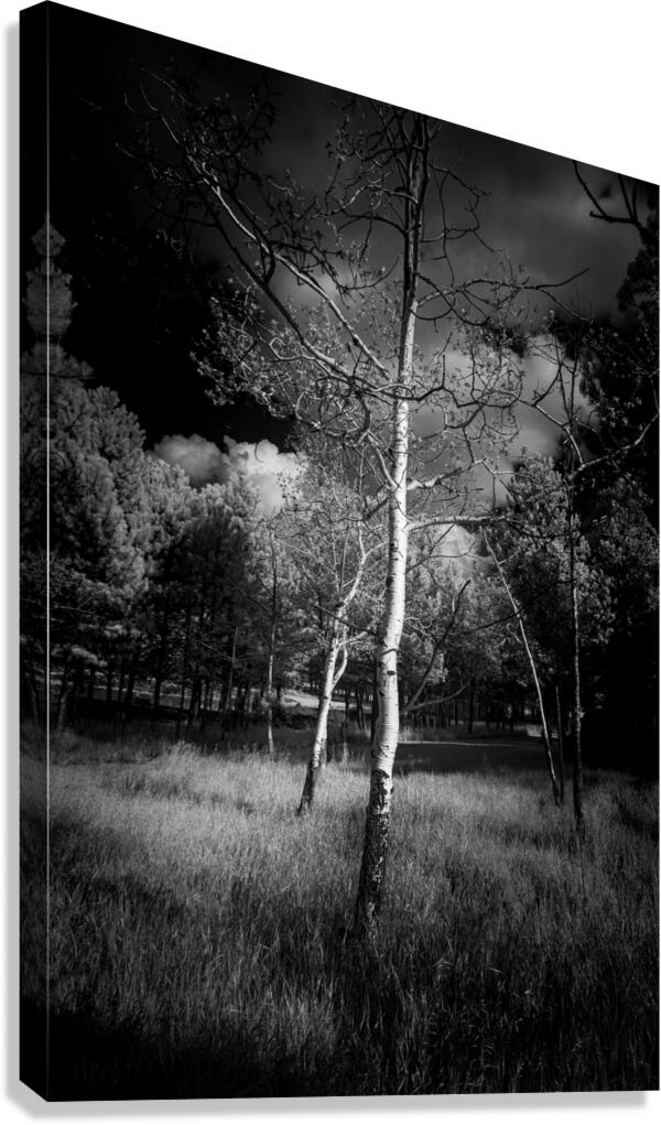 Ansel Aspen Reverie: Capturing the Spirit in Infrared  Canvas Print