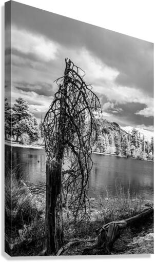 Mountain Lake Dead Tree Canvas Print