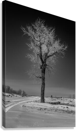Winters Solitary Sentinel Canvas Print
