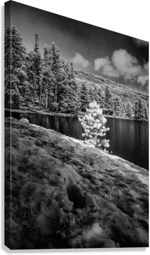 Small Spring Snowy Pine Canvas Print