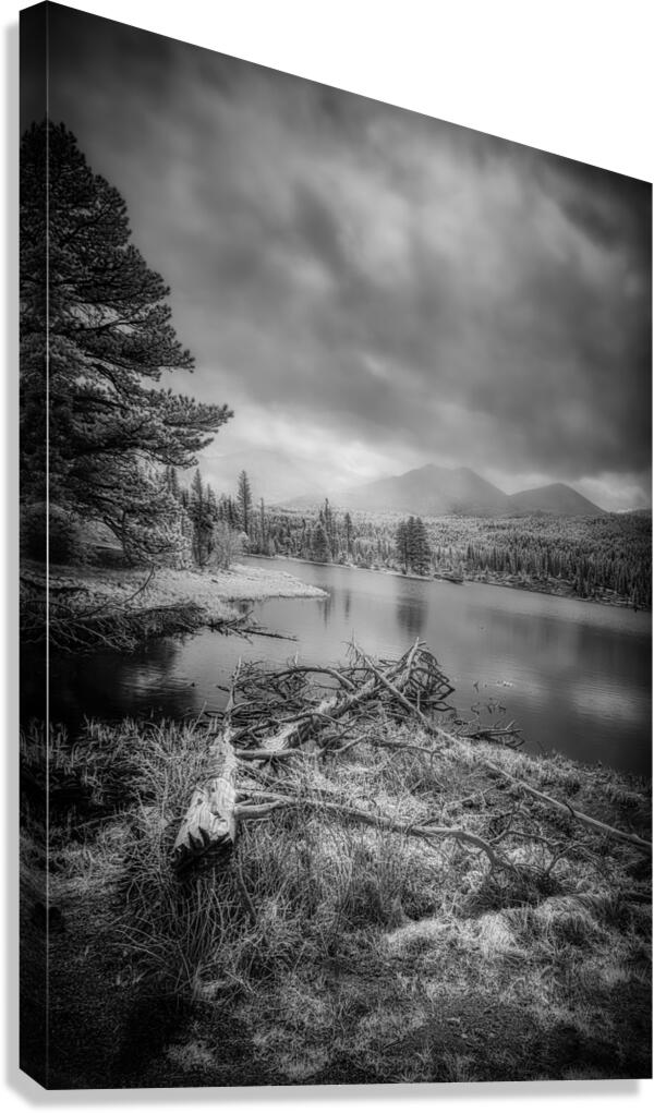 Fallen Sentinels: Rocky Mountain National Park Canvas Print