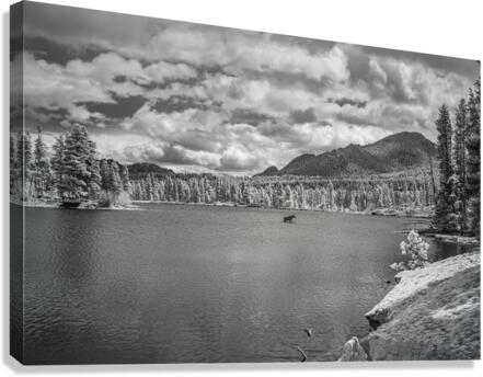 Wild Harmony - A Journey into Natures Beauty Canvas Print