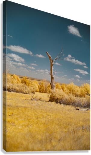 Nebraska Lone Tree - 1 Canvas Print