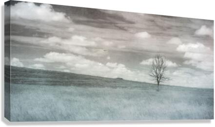 Nebraska Lone Tree - 2  Canvas Print