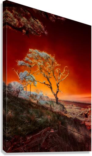 Ruby Bonsai: A Botanical Marvel Unveiled on Driftwood Beach  Canvas Print