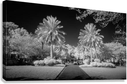 Flanked Canvas Print