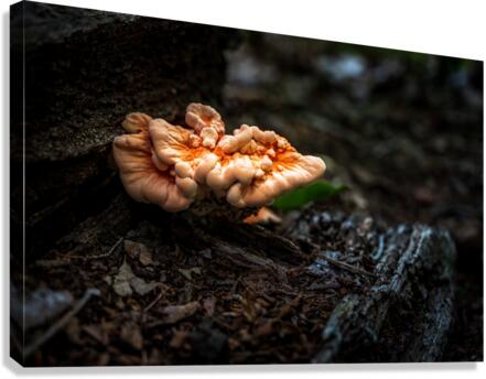 Delaware Fungi: A Lighted Shroom in the Mystical Forest  Canvas Print