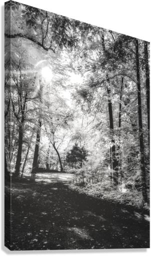 Roasted Road Canvas Print