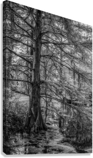 Louisiana Cypress  Canvas Print