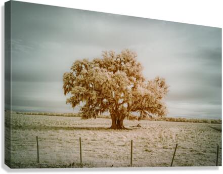 St Bernards Oak Canvas Print