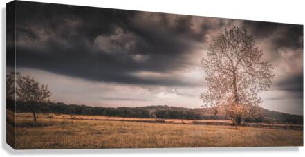 Lone Tree Storm  Canvas Print