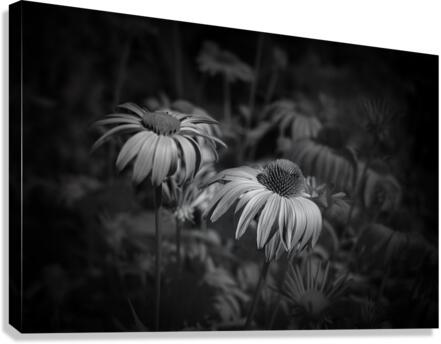 Loris Flowers - 2 Canvas Print