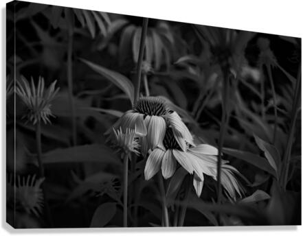 Loris Flowers - 3  Canvas Print