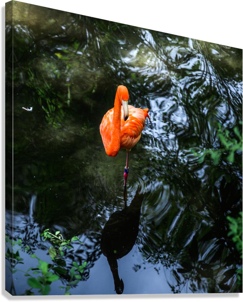Feathered Wonders: Exploring Homosassa State Park Canvas Print