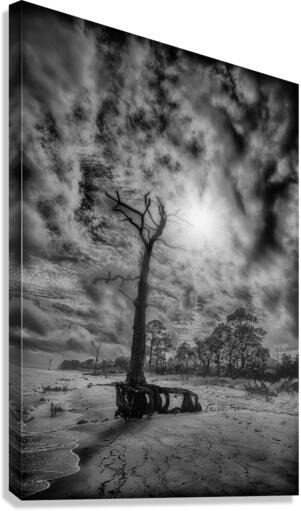 Shadowy Canvas Print