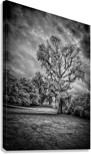 Spanish Moss Soliloquy Canvas Print