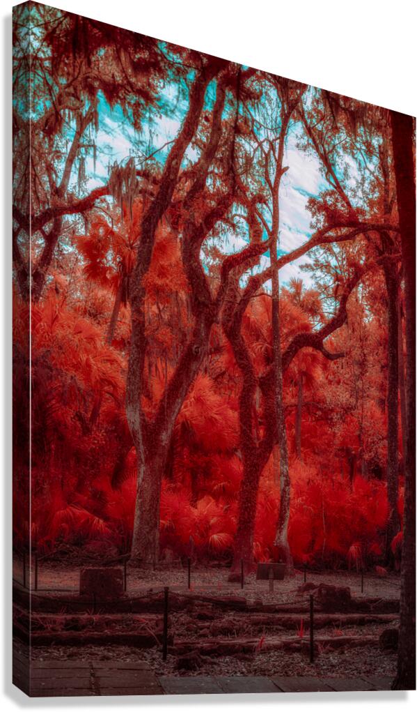 Enchanted Southern Grove: Bulow in Infrared Canvas Print