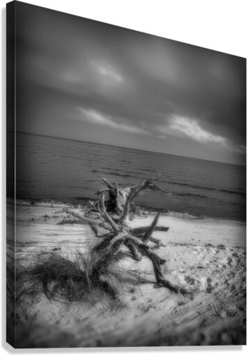 Driftwood Dreams: Bald Point State Park Canvas Print