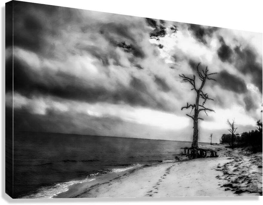 Ghosts of the Shoreline: Dead Tree Footprints Canvas Print