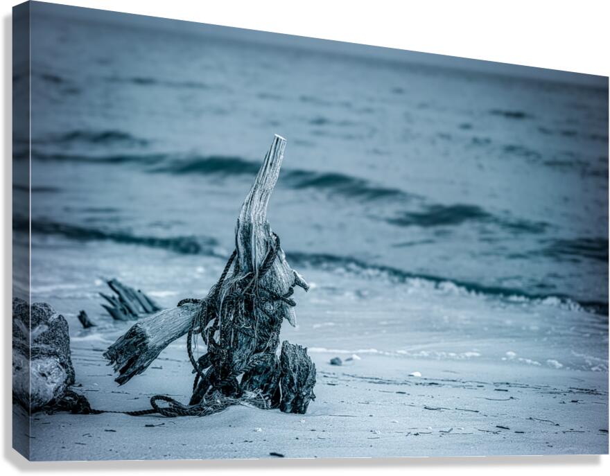 Oceans Driftwood Sentinel Canvas Print