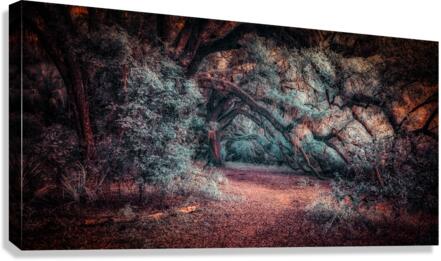 Solitary Trails: Oak Hangover  Canvas Print