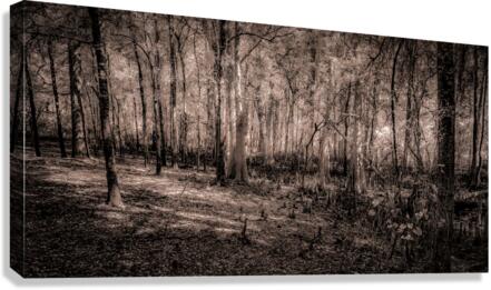 Cypress Shadows at Dawn Canvas Print