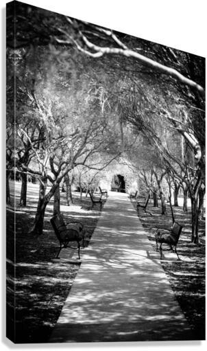 Olive Promenade Canvas Print