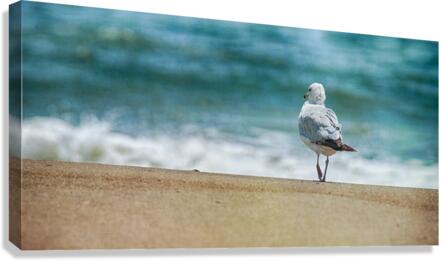A Walk on the Beach: Capturing Serenity with a Seagull on Virginia Beach  Canvas Print