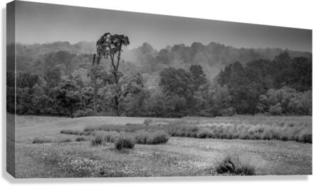 Morning Mist Valley Canvas Print