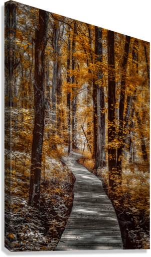 Golden Swamp Walk Canvas Print