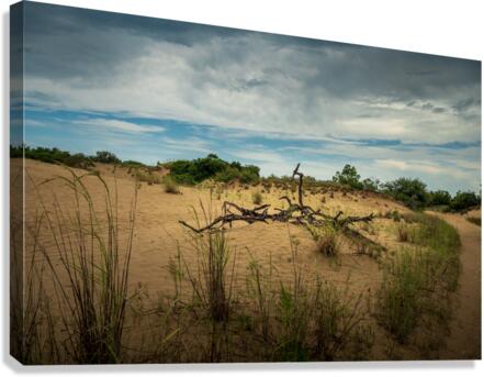 Jockey Ridge - 1 Canvas Print