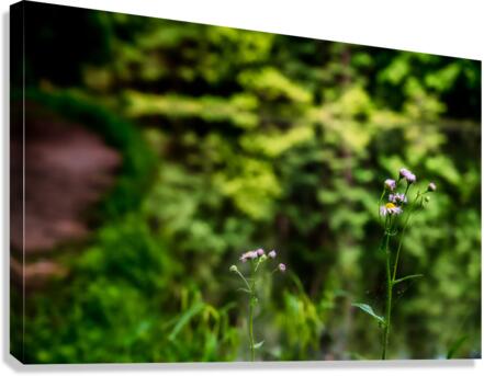 Tranquil Blossoms: A Close Encounter with Wildflower Splendor Canvas Print