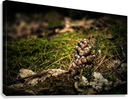Pine Cone Canvas Print