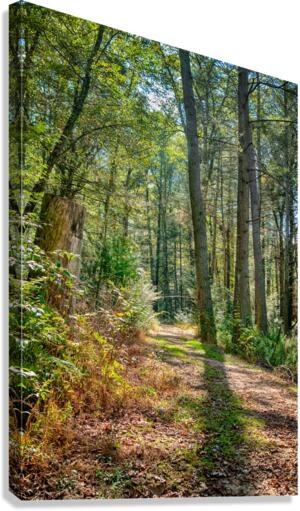 Path in woods  Canvas Print