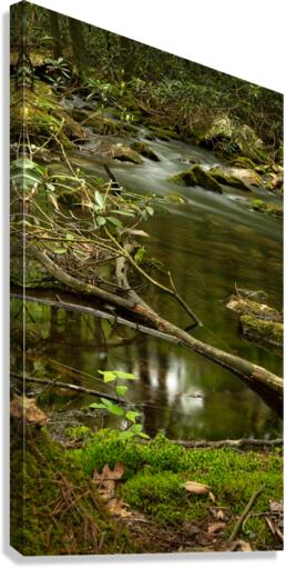 Woodlands Gentle Rapids Canvas Print