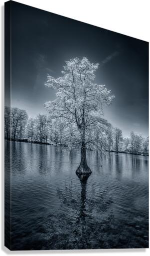 Whispers of Winter in Spring: Lone Sentinel  Canvas Print