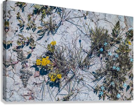 Blooms in the Badlands: A Burst of Color on the Dried Mud Tundra  Canvas Print