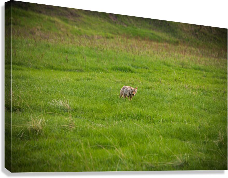 Wild Encounters: The Watchful Eye Canvas Print