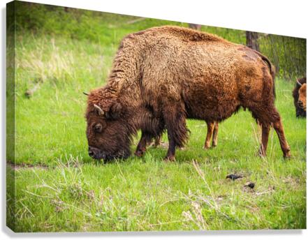 Bison Tales: Prairie Presence  Canvas Print