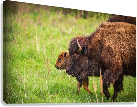 Bison Tales: Guardians of the Grasslands Canvas Print