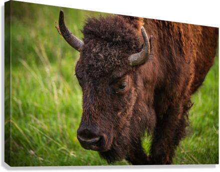 Bison Tales: Wisdom of the Herd Canvas Print
