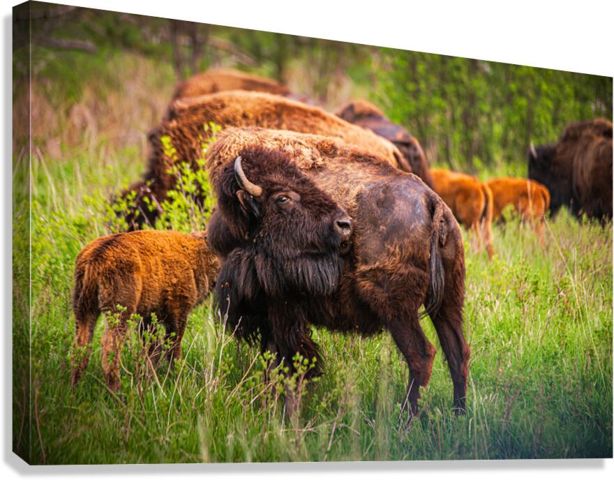 Bison Tales: Got an Itch Canvas Print