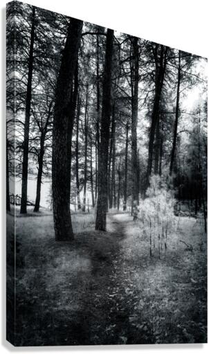 Wandering Through Wonderland: A Mystical Path Along Center Lakes Shores Canvas Print