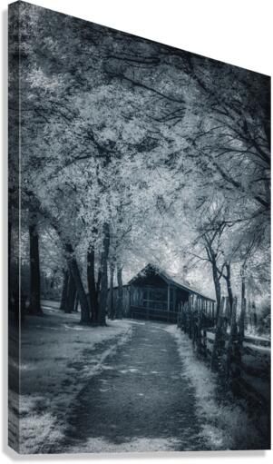 Canopy of Calm Over Rustic Roads Canvas Print